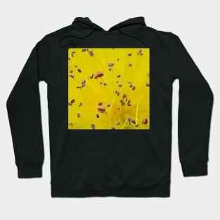 Jerusalem Star Flower Close Up Hoodie